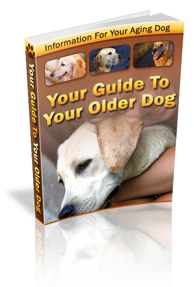 Your Guide to Your Older Dog