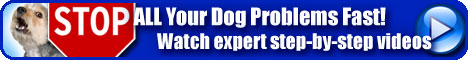 doogy dan dog training